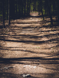 Footpath amidst trees in forest