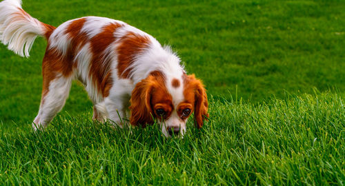 Cavalier king charles spaniel on field