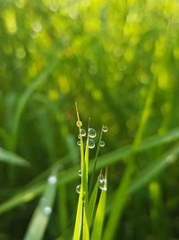 Close-up of wet grass