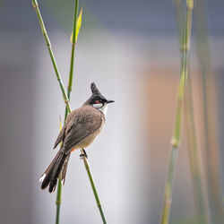 Close-up of bird perching on twig