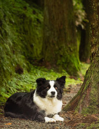 Portrait of border collie dog on path amidst trees.