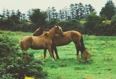 Horses on field against trees