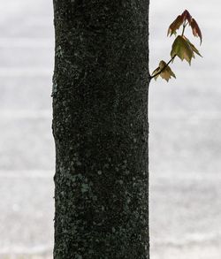 Close-up of tree trunk