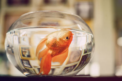 Close-up of fish in tank