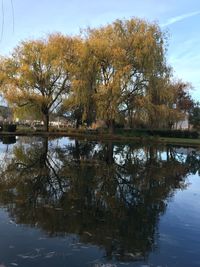 Reflection of trees in water