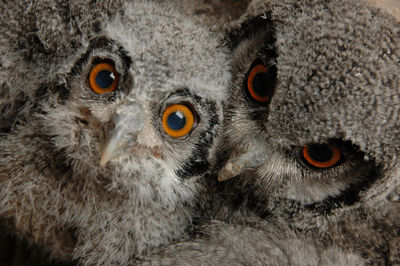 Close-up portrait of owl