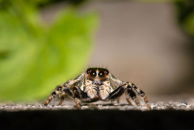 Close-up of spider