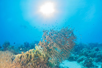 Coral reef and water plants at the tubbataha reefs, philippines