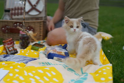 Cat sitting outdoors