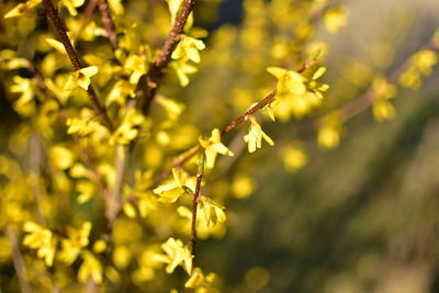 Close-up of yellow flowering plant