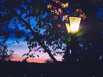 Low angle view of trees against sky at sunset