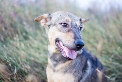 Close-up portrait of dog on field