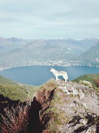 View of swan on landscape against sky