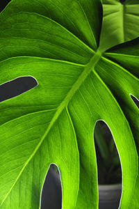 Close-up of green leaves from a monstera plant