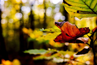 Close-up of autumn leaves on plant