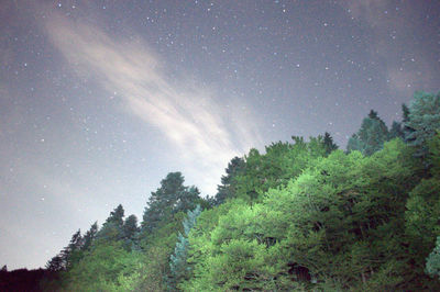 Trees in forest against sky at night