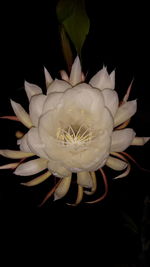 Close-up of white flowers over black background