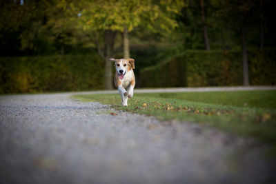 Beagle runs free in a park