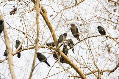 Low angle view of bird perching on bare tree