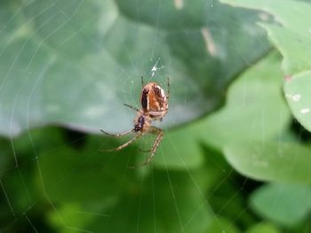 Close-up of spider
