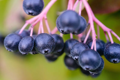 Close-up of fruits growing on plant