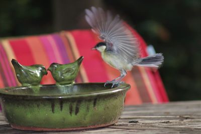 Close-up of bird in bowl