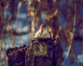 Close-up of bird perching on tree