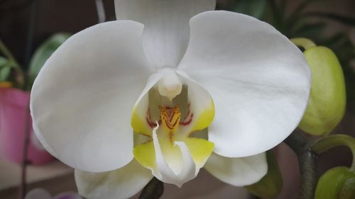 Close-up of white flower blooming outdoors