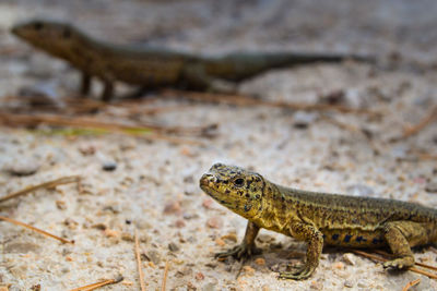 Close-up of lizards on field