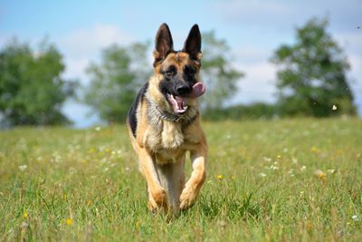 Dog in field