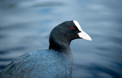 Close-up of duck swimming in lake