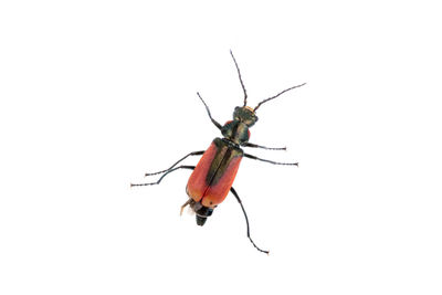 Close-up of insect on white background