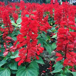 Close-up of red flowering plants