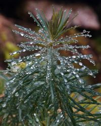Close-up of wet plant during winter