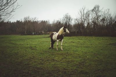 View of a dog on field
