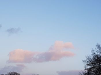 Low angle view of trees against sky