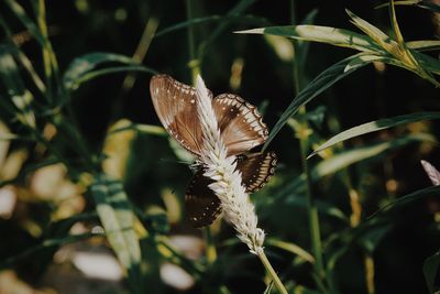 Close-up of butterfly pollinating on flower