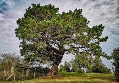 Trees growing on field against sky