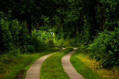 Road amidst trees in forest