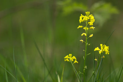 Close-up of yellow flowering plant on field