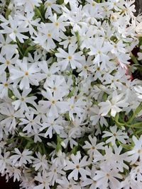 High angle view of white flowering plants