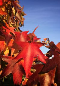 Close-up of red rose