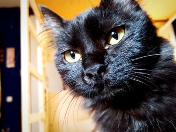 Portrait of black cat