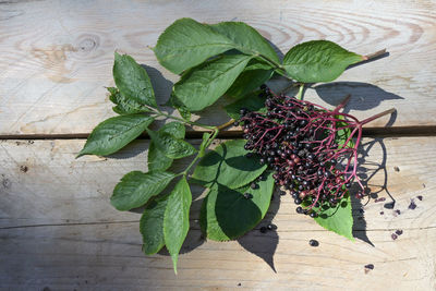 Close-up of plant