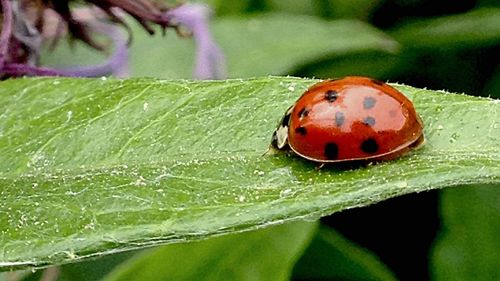 Close-up of ladybug on leaf