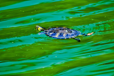 High angle view of turtle swimming in lake