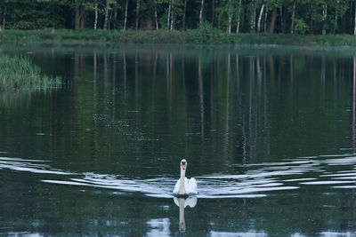 Swan swimming in lake