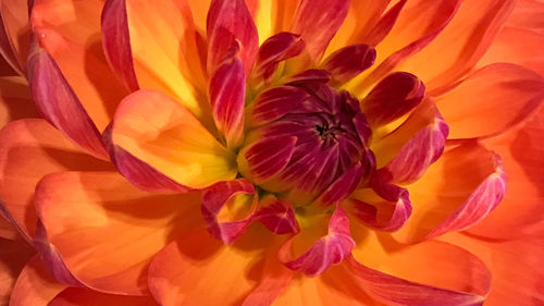 Full frame shot of orange flower