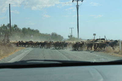 Horse cart on road against sky