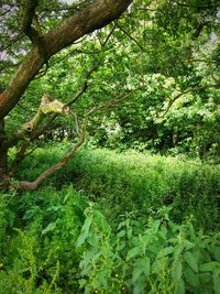 Trees in forest